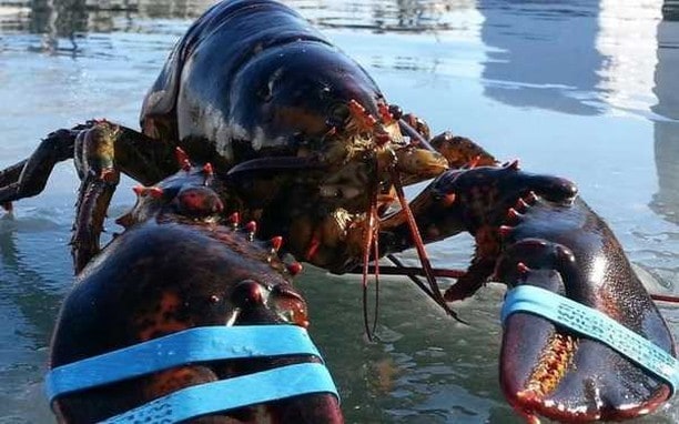 Warren's Lobster House 2