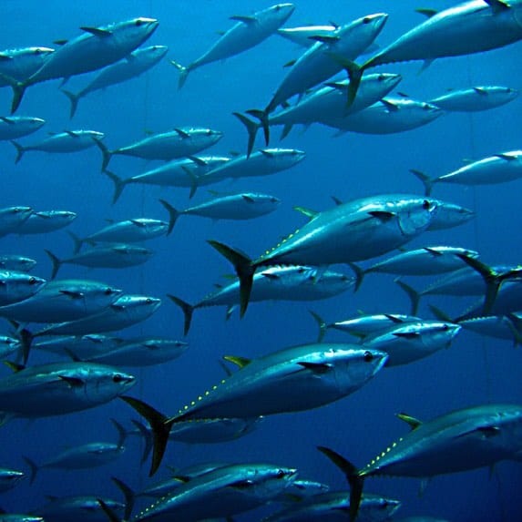 Atlantic Bluefin Tuna