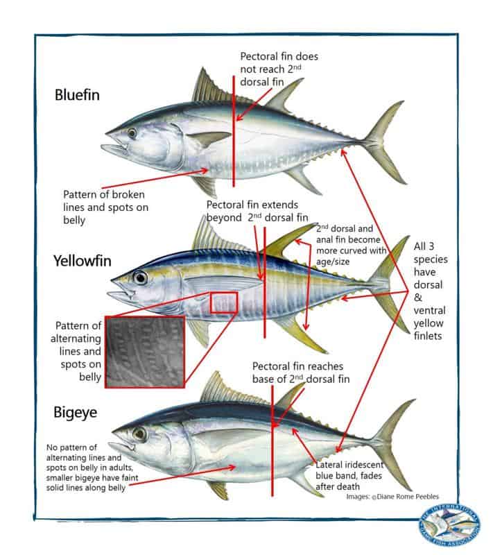 tuna fish (bluefin, cooked)