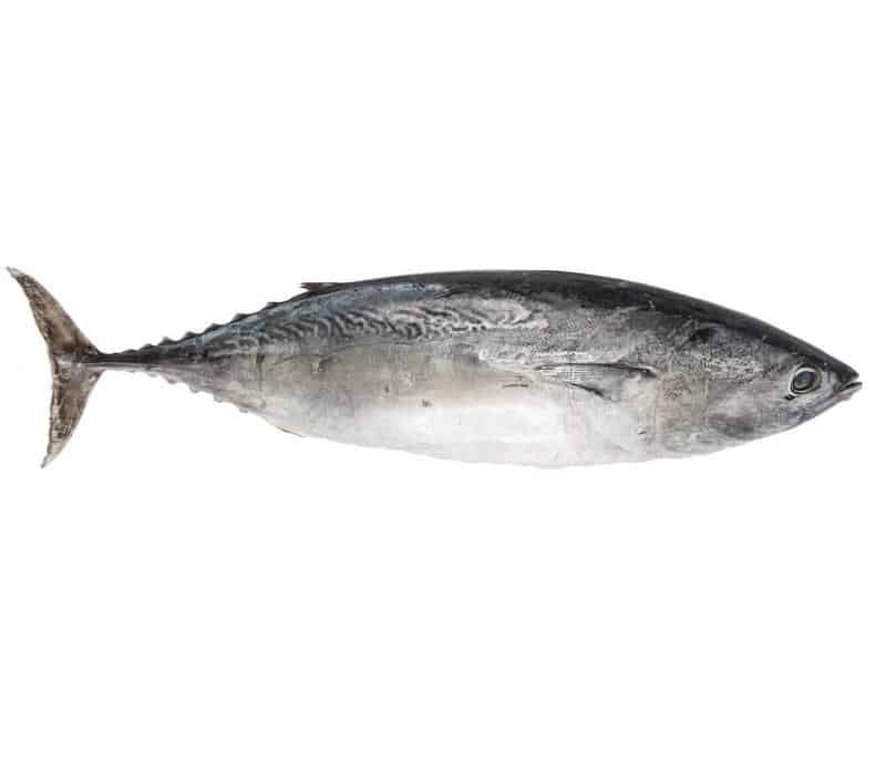 Black Skipjack Tuna