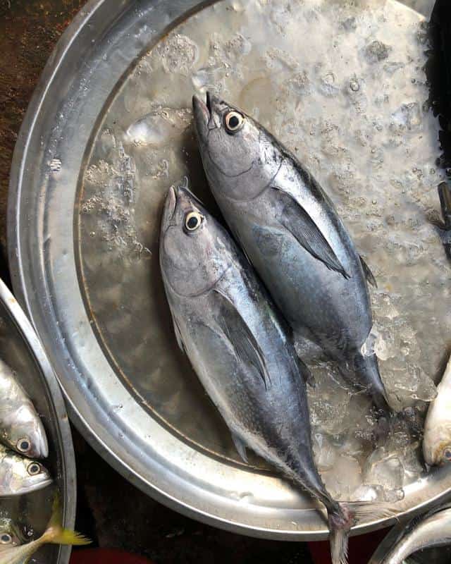Mackerel Tuna