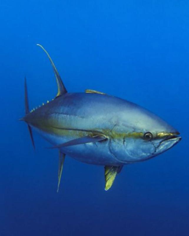 Pacific Bluefin Tuna