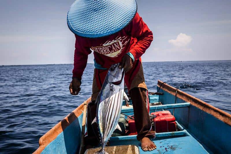 Skipjack Tuna