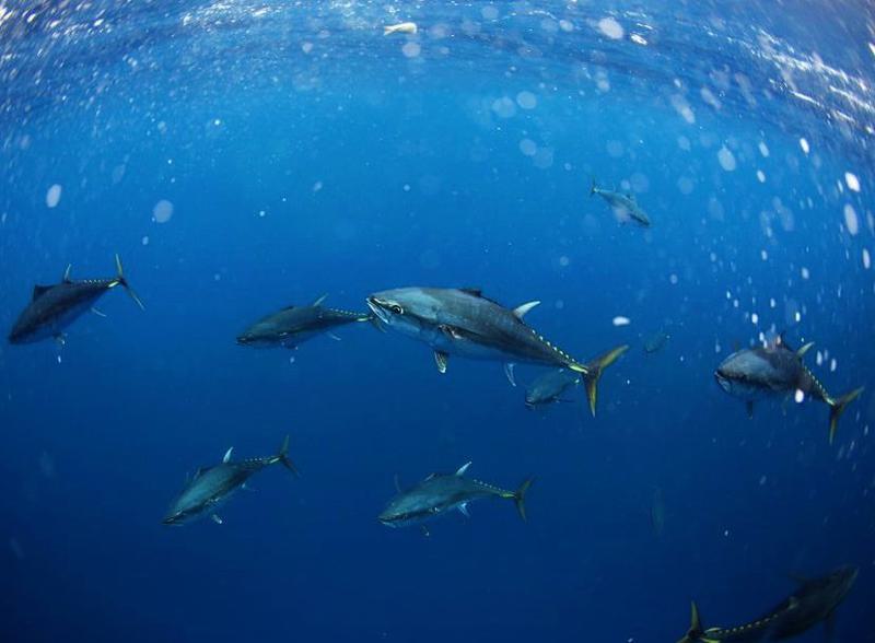 Southern Bluefin Tuna