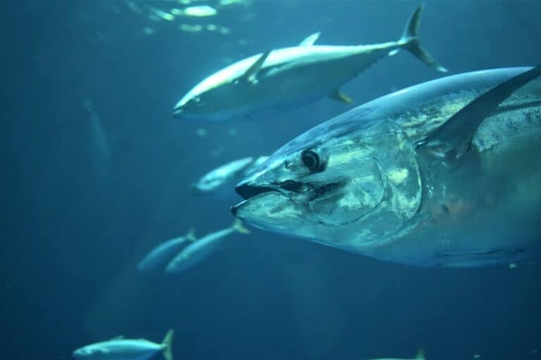 Types of Tuna