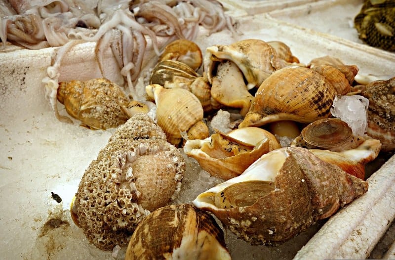 Snails (Conch)